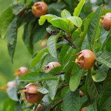 Medlar, a fruit tree to rediscover