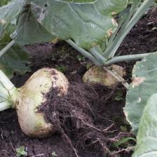 Swede, the other name of rutabaga