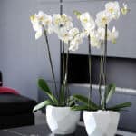 orchid exposure