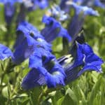 gentiana flower