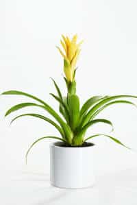 Indoor Plants That Flower In Winter