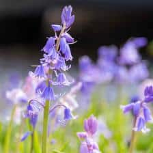 Bluebells, ideal for forest subgrowth
