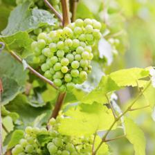 Grapevine, producing nice bunches of grapes