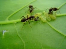 Effective organic ant repellant