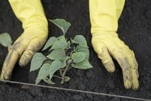 Transplanting, how to transplant a seedling