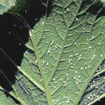 whiteflies