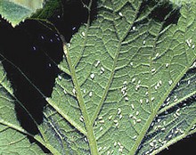 Whitefly, techniques and organic treatments to avoid them