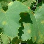 downy mildew