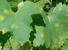 Downy mildew, techniques and organic treatments to avoid it