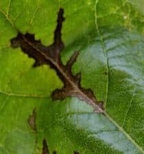 Black spot disease, diagnosis and treatment