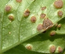 Rust, Techniques and treatments to avoid it