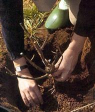 Rose tree – when and how to plant roses