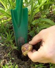 Bulb flowers, advice on how to plant them