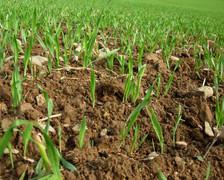 Broadcast sowing