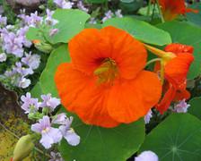 Nasturtium, a cute climbing flower