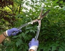 Pruning shrubs, technique, season