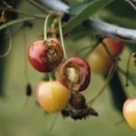 cherry fly