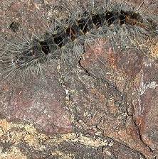 Oak processionary, treatment for this caterpillar