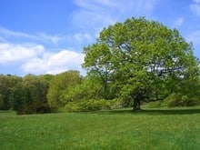 Caucasian elm