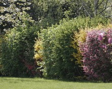 Hedges, great barriers against diseases