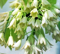 Holboellia, advice on caring for it