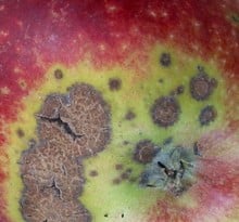 Scab, avoiding the disease