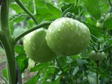 Tomato, how to sow it well