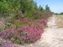 Sandy soil, which plants are best?