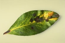 Strawberry tree leaf spot