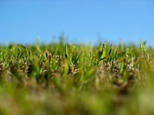 De-thatching, when and how