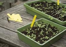 Sowing in trays, crates or boxes