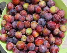 Best practices to enhance fruit harvest
