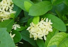 Shrubs that bloom in fall