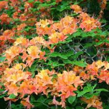 Fragrant climbing vines…