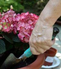 Repotting, how to repot a plant and when
