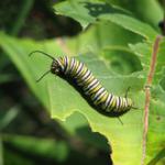 caterpillar