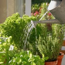 Herbs and spices, everything there is to know about them