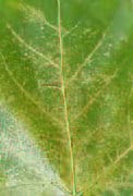 Sycamore lace bug, organic treatments to control it