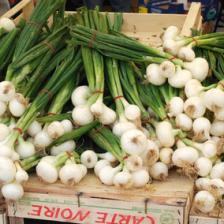 Bunching onion (or Welsh onion), a delicious herb