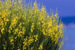 flower french broom flower french broom