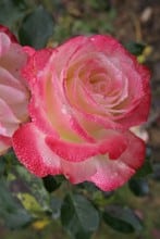 Grand Siècle rose
