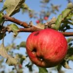 codling moth, fruit worm