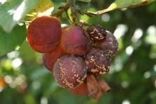 European brown rot, rotting fruit, techniques and treatments to avoid and cure the disease