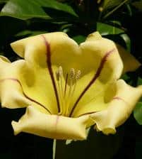 Chalice vine, solandra