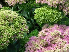 Stonecrop, Sedum spectabile