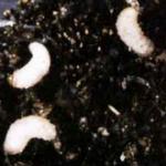 weevil larva