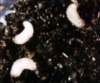 Treatment against Otiorhynchus larvae