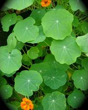 Climbing nasturtium, easy flowers