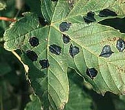 Black spots on maple leaves, treatment