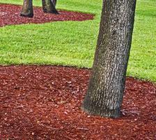Mulch, it protects and decorates your flower beds